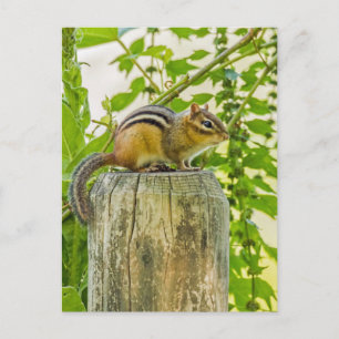 Chipmunk på ett stängslet vykort