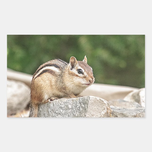 Chipmunk på sten rektangulärt klistermärke (Framsida)
