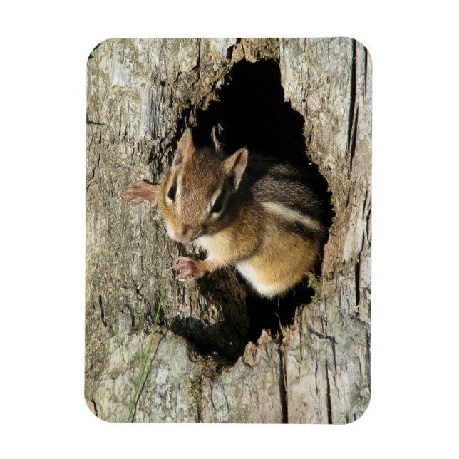 Chipmunk Peeking Out Magnet (Vertikal)