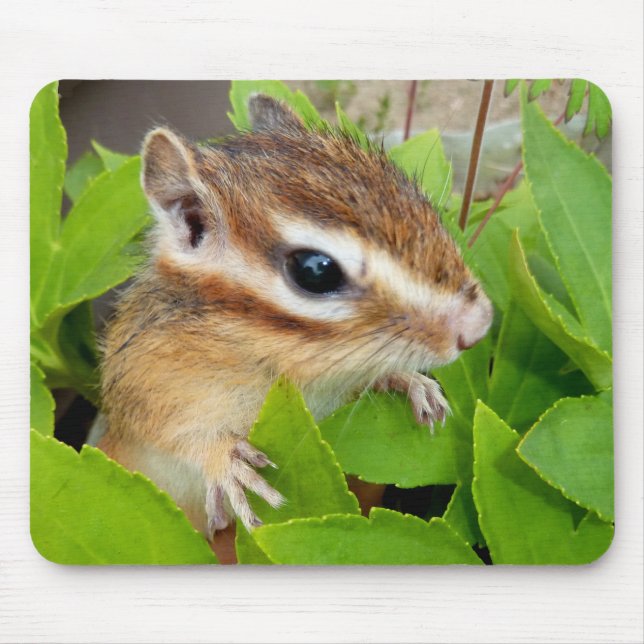 Chipmunk photo　(20-1) musmatta (Framsidan)