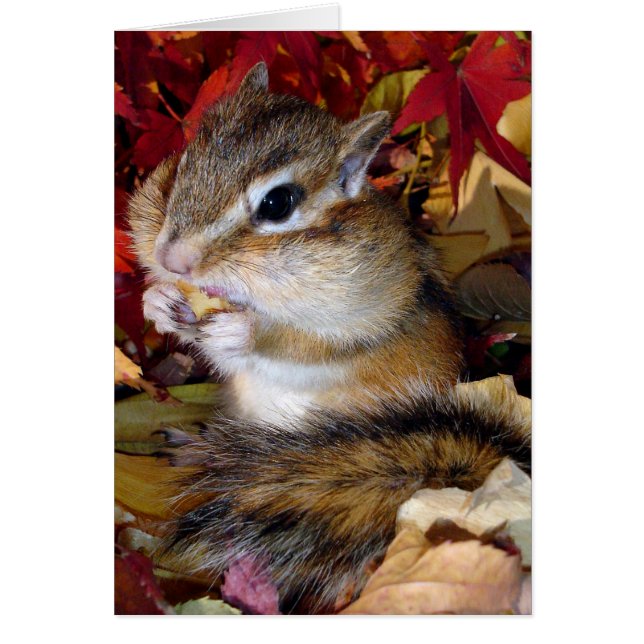 Chipmunk (photo) , Autumn Hälsningskort (Framsidan)