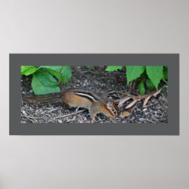 Chipmunk Photo Poster