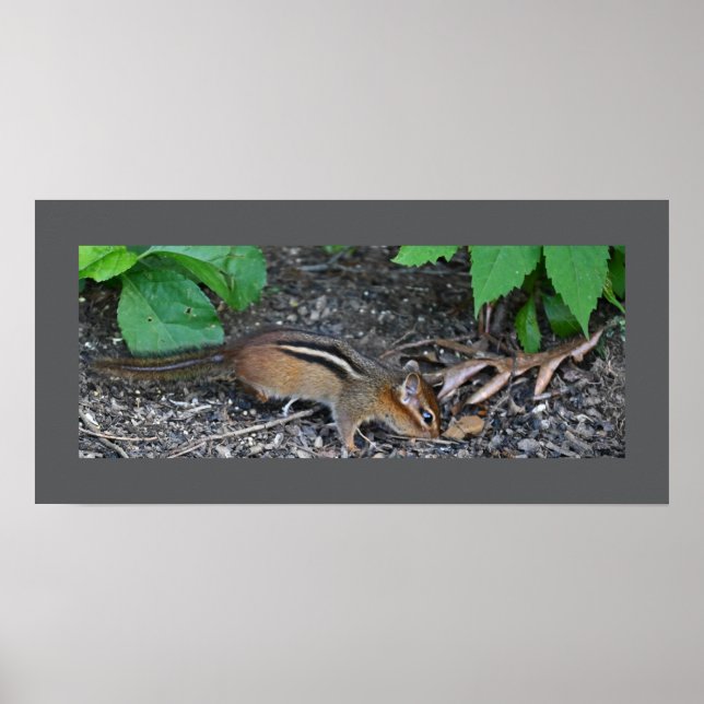 Chipmunk Photo Poster (Framsidan)