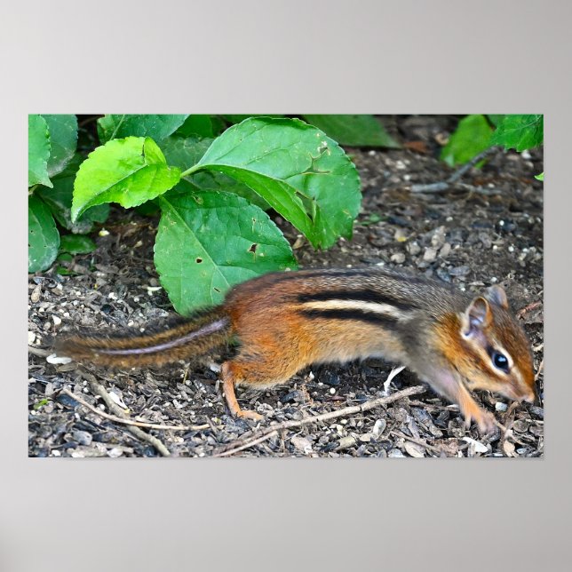 Chipmunk Photo Poster (Framsidan)