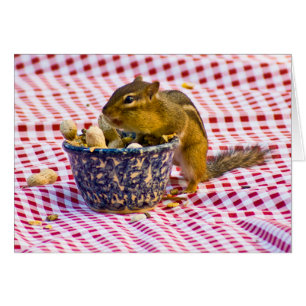 Chipmunk Picnic OBS Kort
