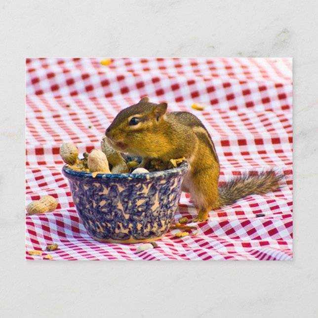 Chipmunk Picnic Vykort (Framsida)