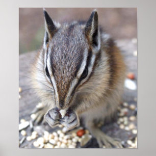 Chipmunk Poster