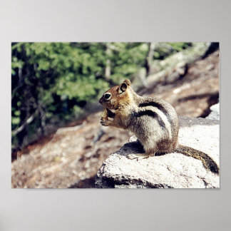 Chipmunk Poster