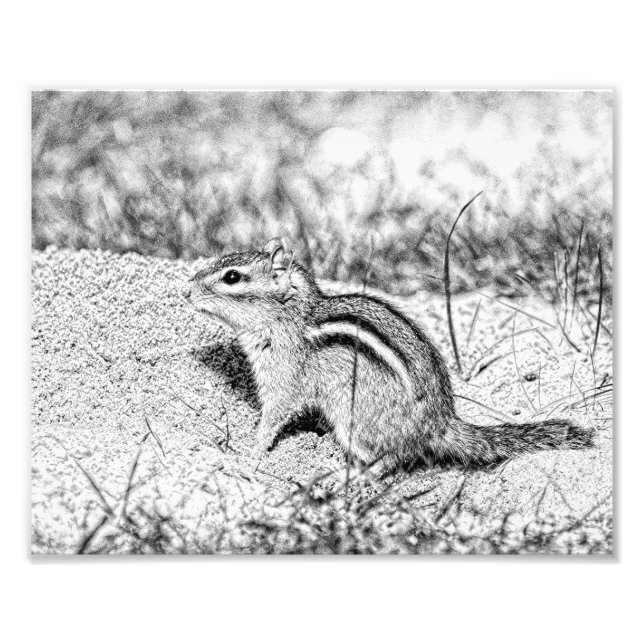 Chipmunk Sketch Fototryck (Framsidan)