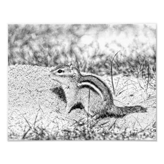 Chipmunk Sketch Fototryck (Framsidan)