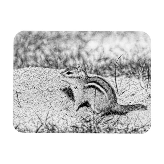 Chipmunk Sketch Magnet (Horisontell)