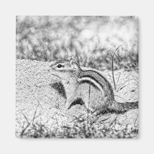 Chipmunk Sketch Magnet (Framsidan)