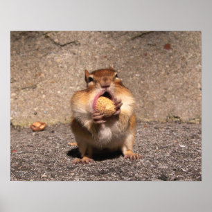 Chipmunk - Skriv ut Poster