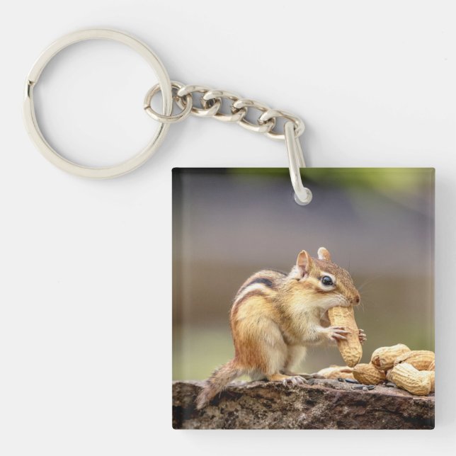 Chipmunk som äter en jordnöt (Framsidan)
