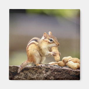 Chipmunk som äter en jordnöt magnet