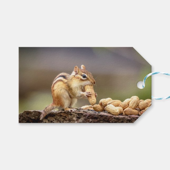 Chipmunk som äter en jordnöt presentetikett (Framsidan (Horisontell))