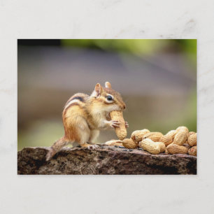 Chipmunk som äter en jordnöt vykort