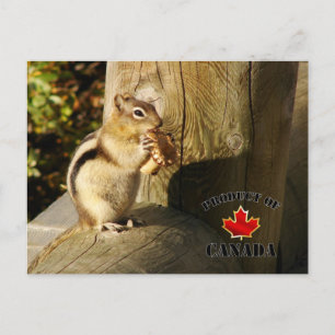 Chipmunk som äter svampar vykort