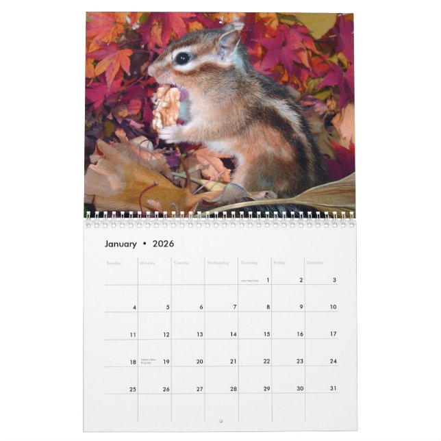 chipmunk,Squirrel,photo,calendar Kalender (Jan 2026)