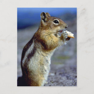 Chipmunk stående och ätande, profil vykort