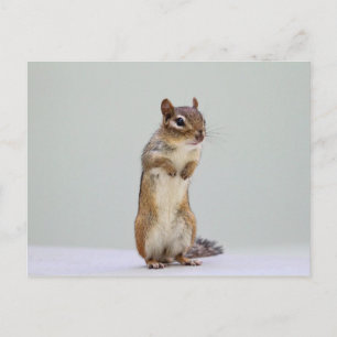 Chipmunk stående upp Photo Vykort