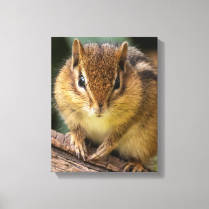 Chipmunk Stare Canvastryck