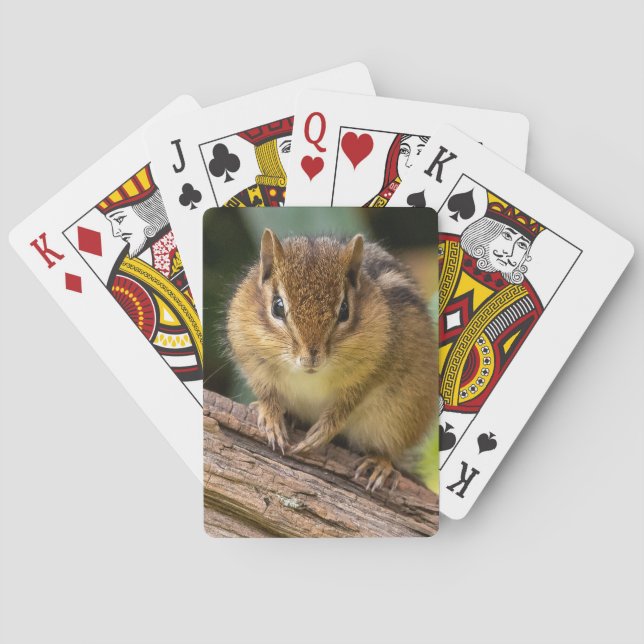 Chipmunk Stare Casinokort (Baksidan)