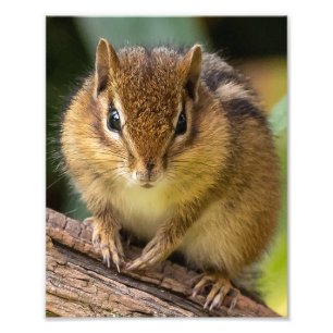 Chipmunk Stare Fototryck