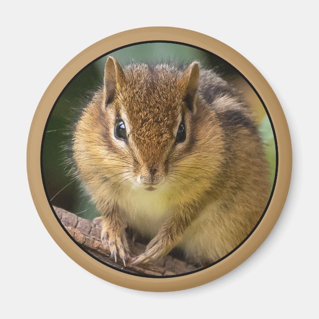 Chipmunk Stare Magnet (Framsidan)