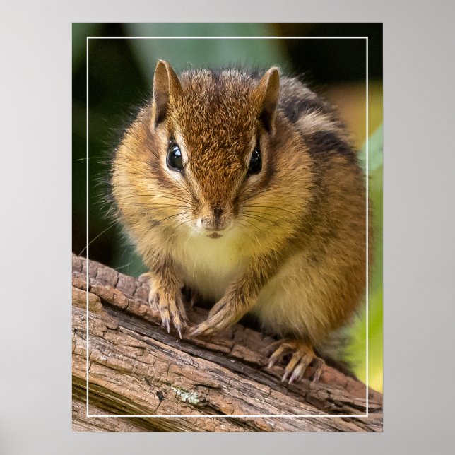 Chipmunk Stare Poster (Framsidan)