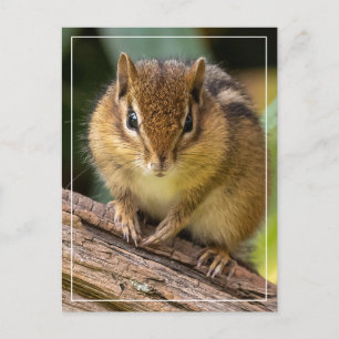 Chipmunk Stare Vykort