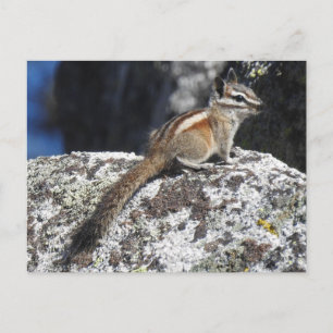 Chipmunk, vilt, vilda djur, vykort