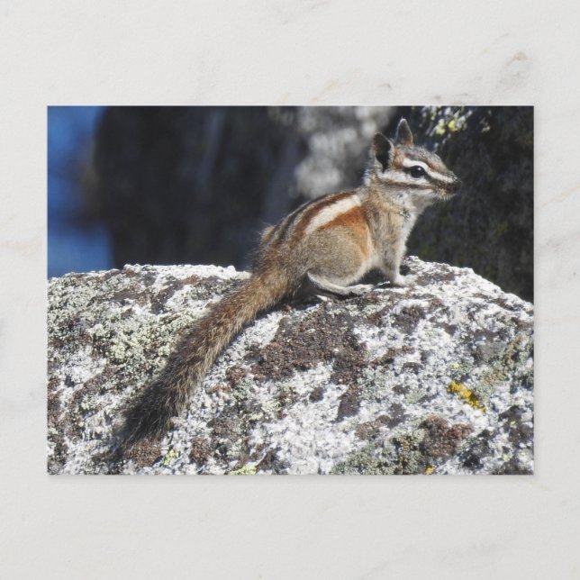 Chipmunk, vilt, vilda djur, vykort (Framsida)