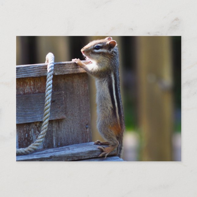 Chipmunk Vykort (Framsida)