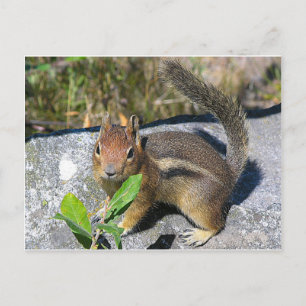 Chipmunk Vykort