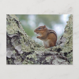 Chipmunk Vykort