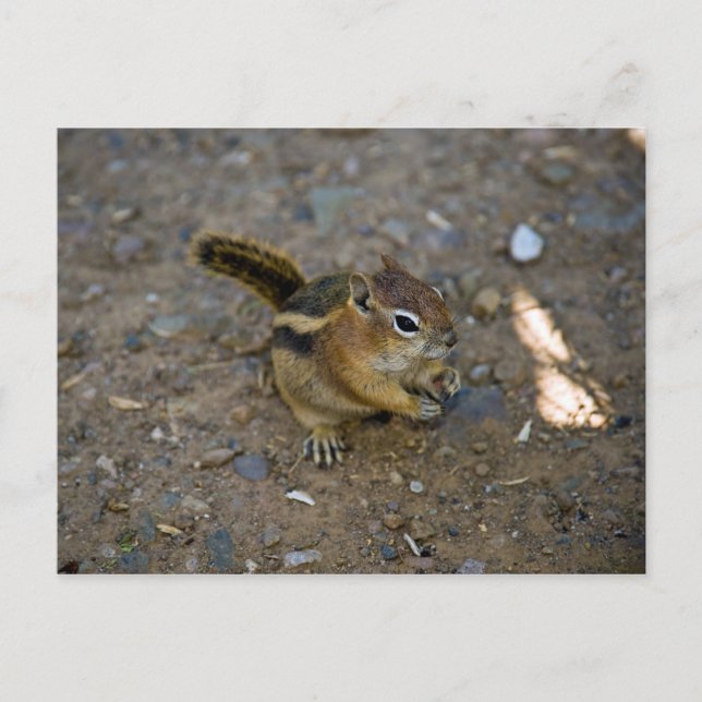 Chipmunk Vykort (Framsida)