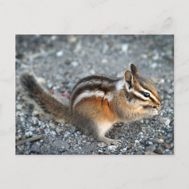 Chipmunk Vykort (Framsida)