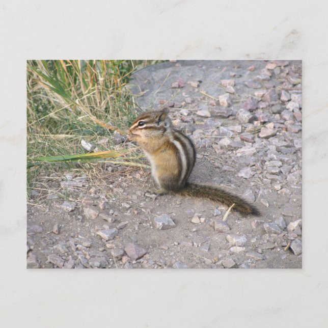 Chipmunk Vykort (Framsida)