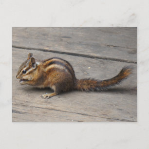 Chipmunk-vykort Vykort