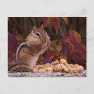 Chipmunk-vykort Vykort