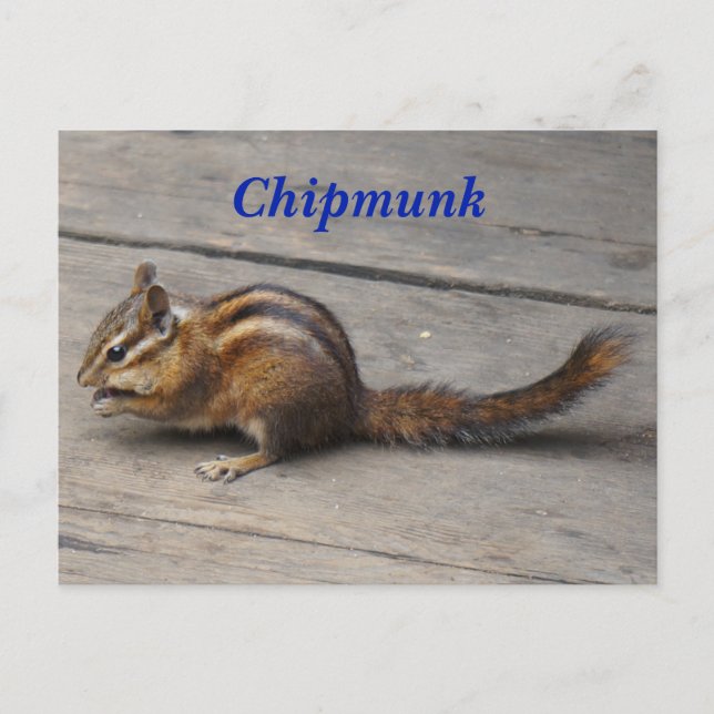 Chipmunk-vykort Vykort (Framsida)