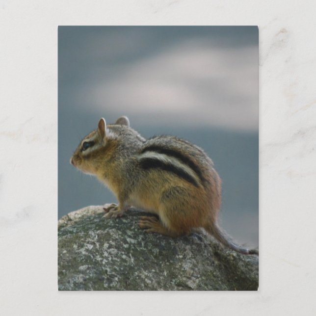 Chipmunk-vykort Vykort (Framsida)