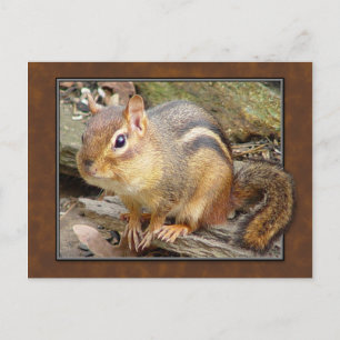 Chipmunk-vykort Vykort