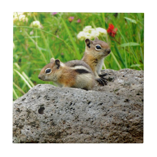 Chipmunkar och vilda blommor kakelplatta (Framsidan)