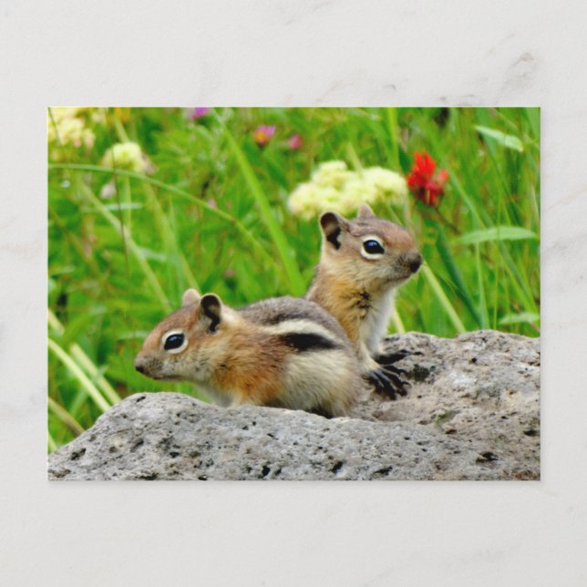 Chipmunkar och vilda blommor vykort (Framsida)