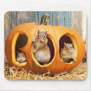 Chipmunks Inside Boo Jack-o-Lantern Musmatta