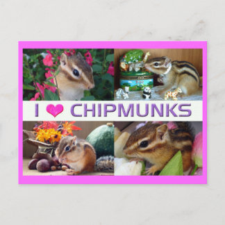 Chipmunks pohto vykort