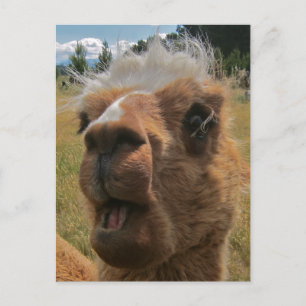 Chipper Alpaca Vykort