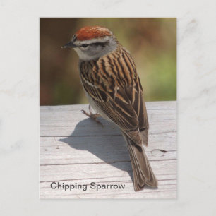 Chipping Sparrow (A) Vykort